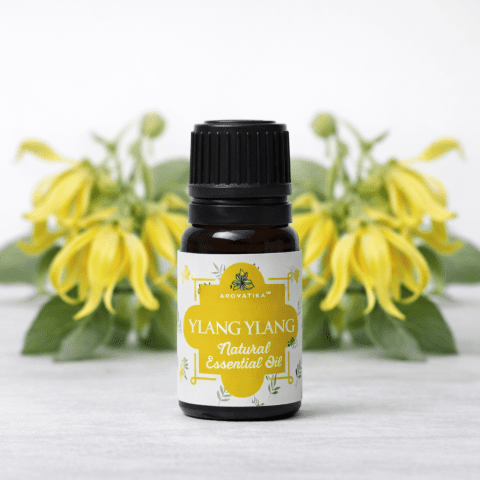��� ���� ���� ���� YLANG YALNG